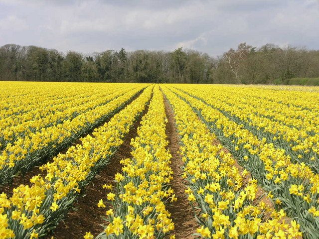 Daffidols